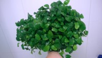 /album/fotogaleria-anubias-barteri-nanaaaa/anubias-barteri-nana-8-jpg2/